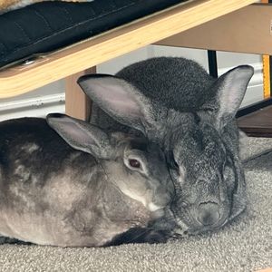 Meet your Posher, Mollie